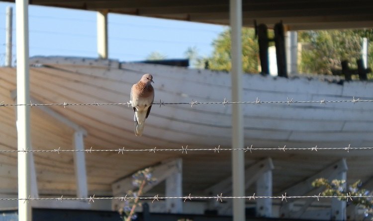 WHITE ENTRY: The multicultural Laughing Dove, an emigrant from Africa to Carnarvon, Western Australia