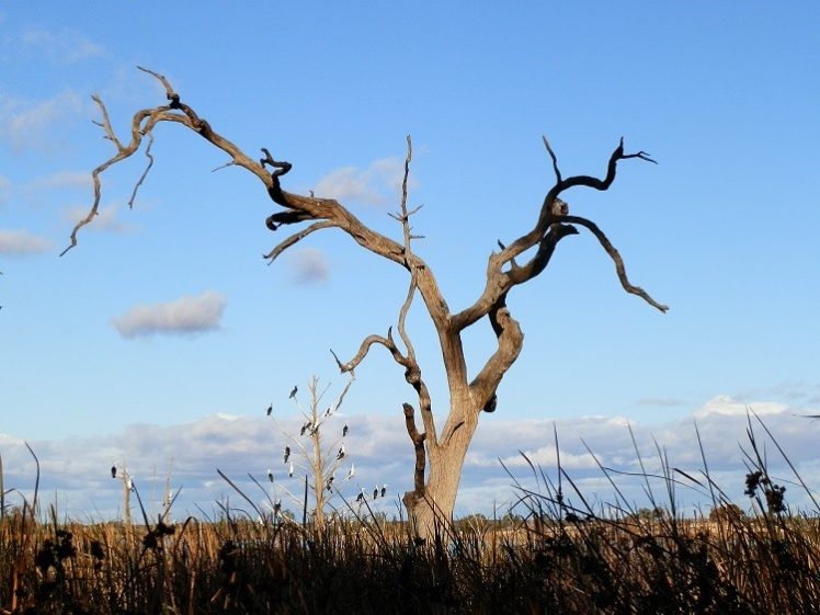 Lake Cullulleraine tree, Victoria