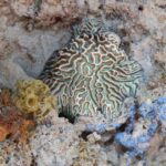 Coral, Gantheaume Point