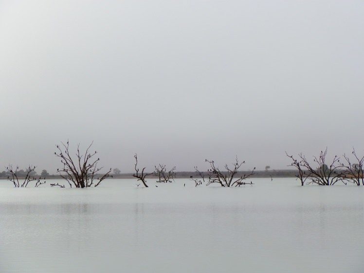 Cormorants in the Mist, Lake Cullulleraine, Victoria
