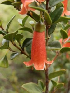 RED Correa
