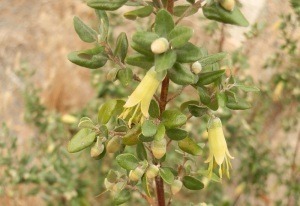 Correa Glabra (Wycheproof form)