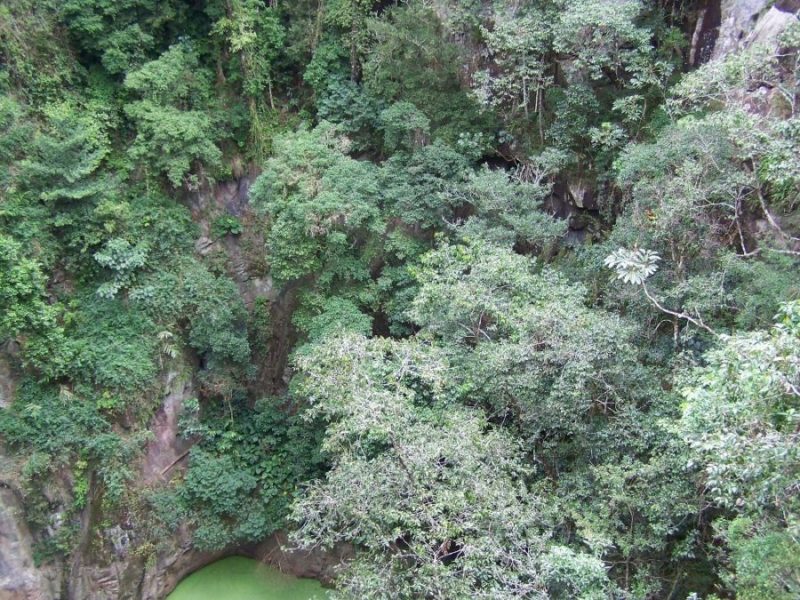 Rainforest on the crater wall, Mt Hypipamee, Queensland