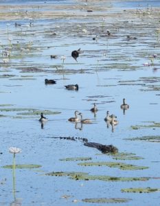 Birds and Crocodile at Marlgu Billabong