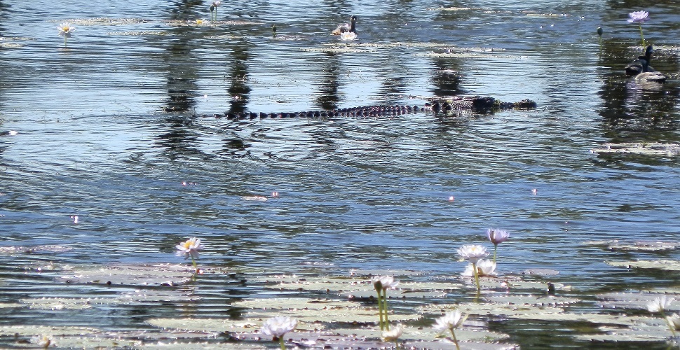 Crocodile at Marlgu Billabong, Western Australia