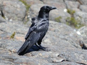 Australian Raven at the Pinnacle