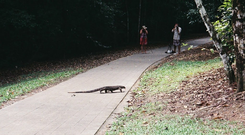 Goanna at Crystal Cascades, Cairns, Queensland