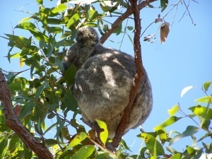 Bottom view of Koala, Magnetic Island