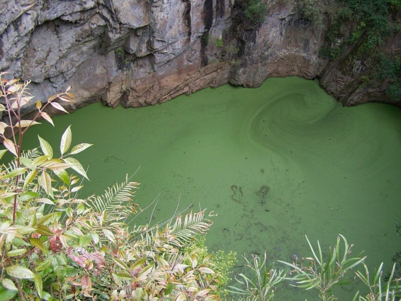 Native Waterweed on the surface of the Crater pool, Mt Hypipamee National Park, Queensland