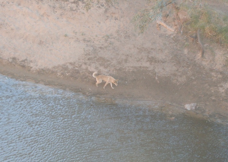 Dingo at Sunrise