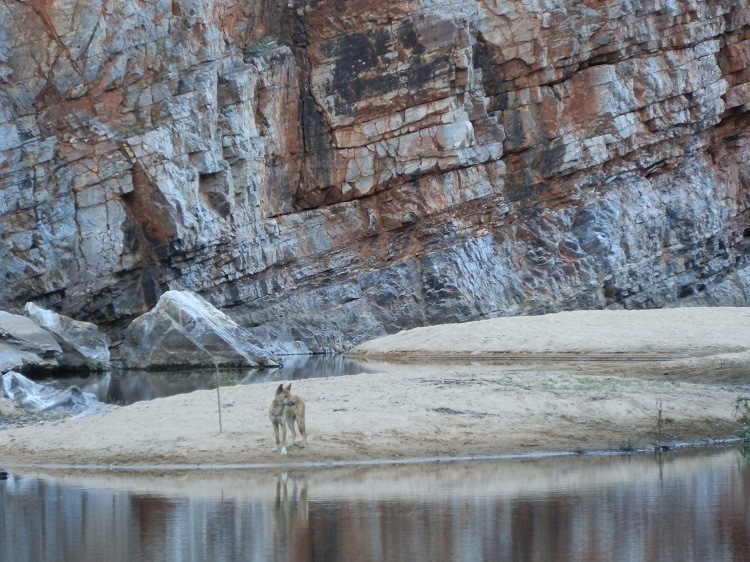 Still Life with Dingo, Ormiston Gorge Sunset