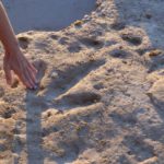 Dinosaur Footprints, Gantheaume Point