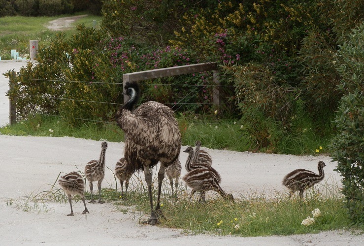 Emu with chicks, Inneston SA