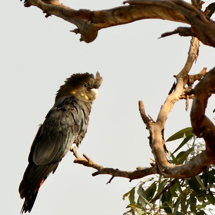 Endangered Glossy Black Cockatoo, Kangaroo Island