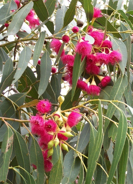 Eucalypt Flowers