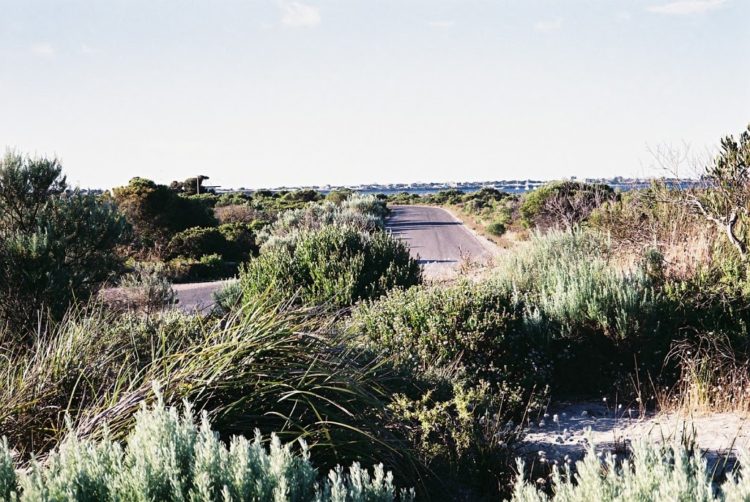 Coastal Vegetation at Sultana Point