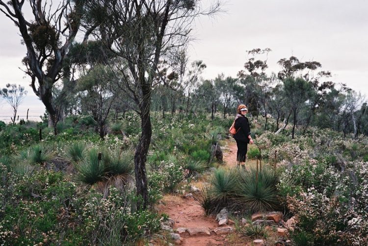 Red on the Dutchman's Stern hiking trail, South Australia