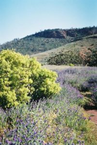 Quorn Wattle and Salvation Jane, Dutchman's Stern