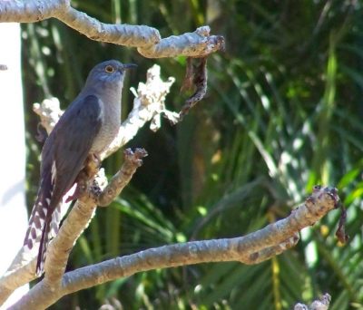 Pilchard's fine pic of Fan-tailed Cuckoo