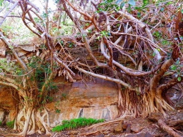 Fig Trees near Fern Pool, Dales Gorge, Karijini National Park