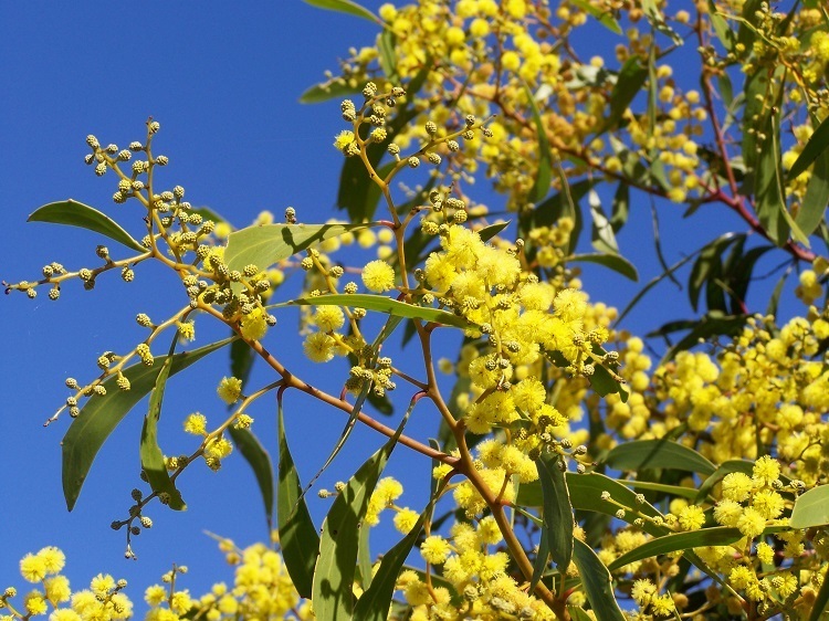 Golden Wattle (Acacia pycnantha), Australia's Floral Emblem - Green and Gold!
