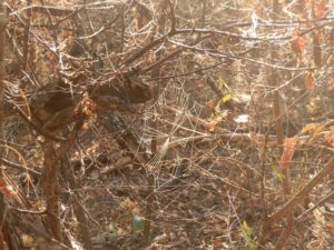 Fog and Dew - isn't this the DRY season?