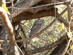 Tawny Frogmouth, Broome Bird Observatory