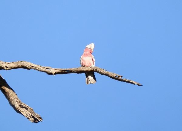 THIS Galah isn't silly!
