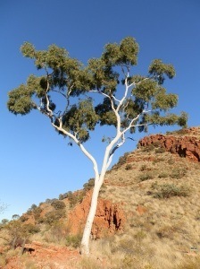 Ghost Gum at Ghost Gum Lookout, Ormiston Gorge