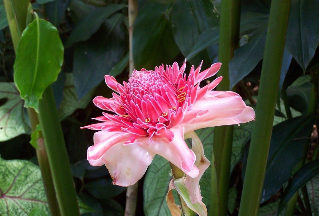 Ginger flower, Cairns Botanic Gardens