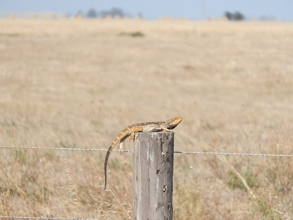 Flat out like a lizard ....