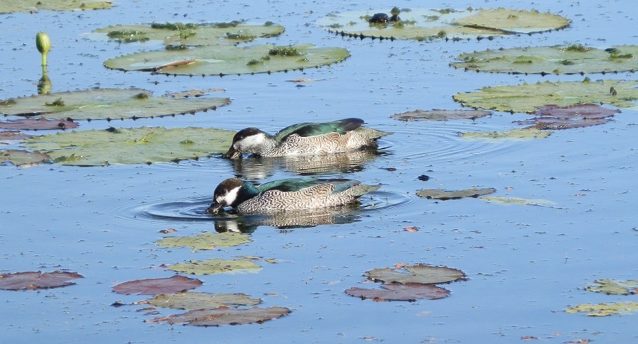 Pas de Deux: Green Pygmy Geese at Marlgu Billabong, Western Australia