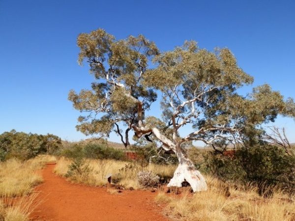 Gorge Rim Walk, Dales Gorge, Karijini National Park, Western Australia