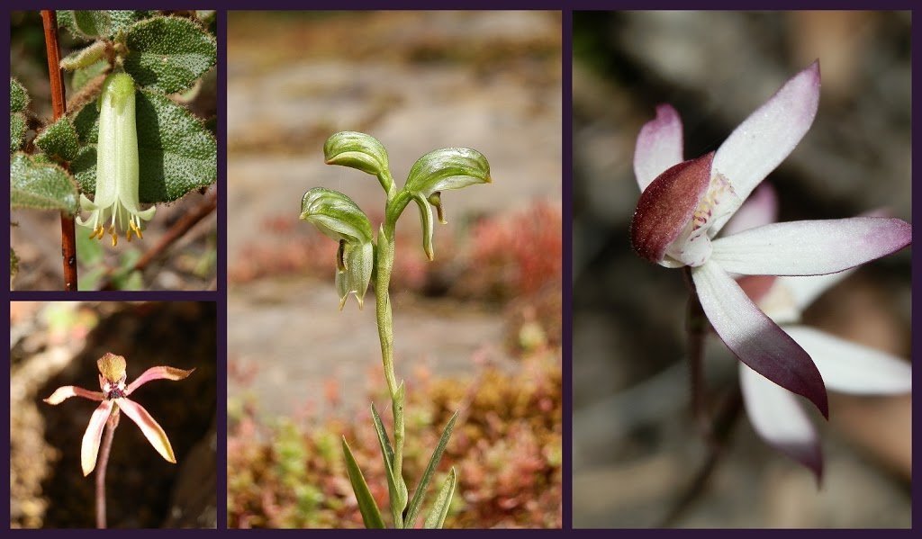 Grampians Wildflowers on the Pinnacle Trail, Victoria