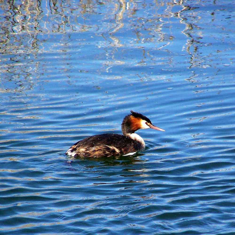 Great Crested Grebe on Lake Bindegolly