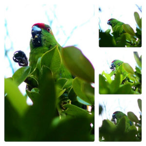 Green Parrot, Norfolk Island
