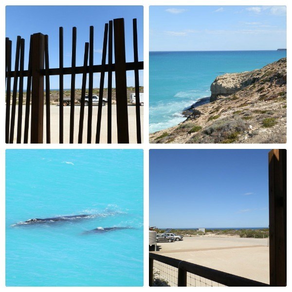 Head of Bight Loo View with Whales and Cliffs