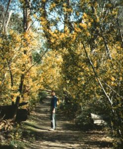 Wattle at Heatherlie Quarry