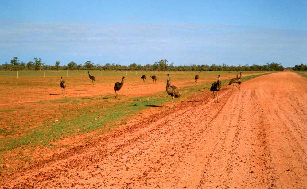 Emus on the Toompine Road, via Quilpie, Outback Queensland