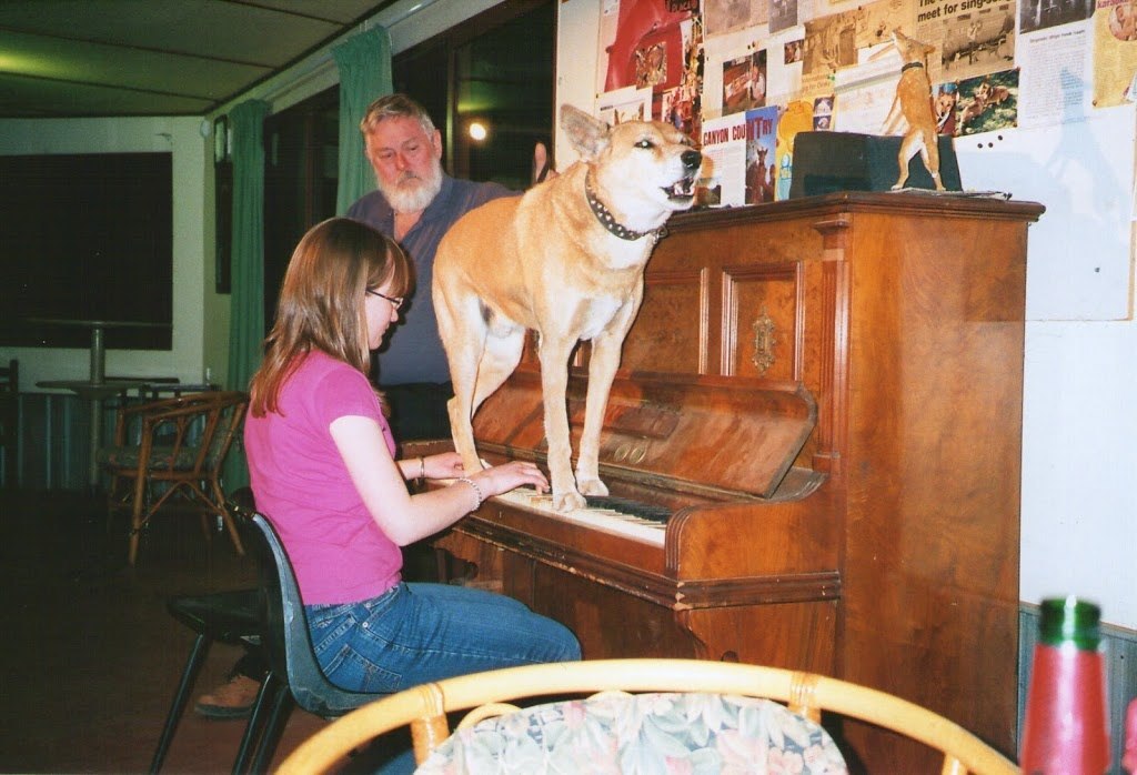 Dinky, the singing, piano playing Dingo, Stuarts Well, Northern Territory