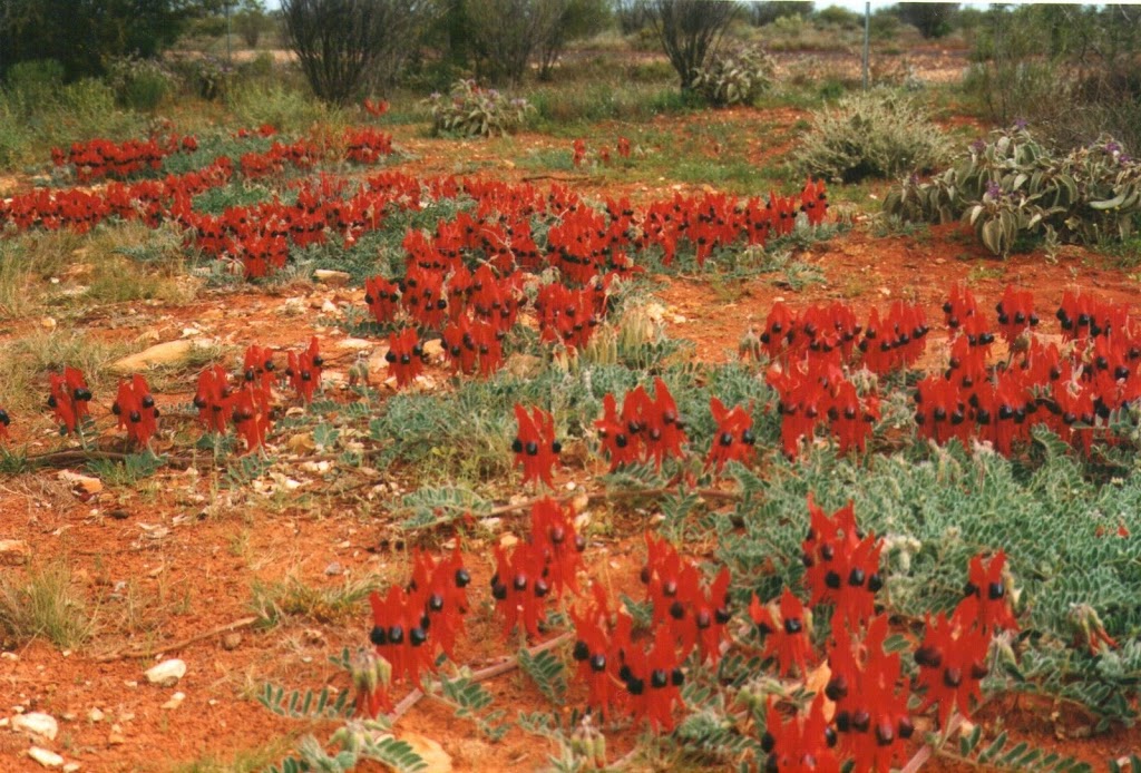 Sturts Desert Pea, South Australia