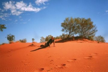 Sand Dune Survivor, Windorah QLD
