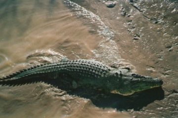 Not Jumping Croc, Adelaide River, Northern Territory