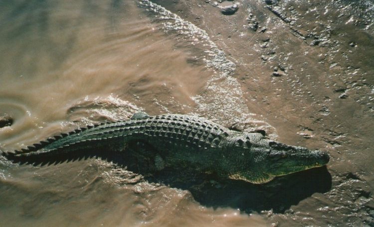 Not Jumping Croc, Adelaide River, Northern Territory