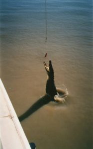 Jumping Croc