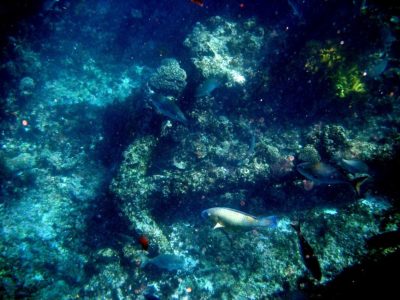 Batavia's Anchor, Albrohos Islands WA (photo courtesy Bill's Diving Blog )