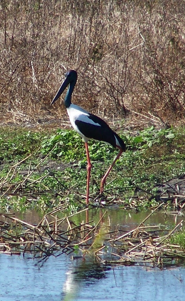 Black-necked Stork, Fogg Dam