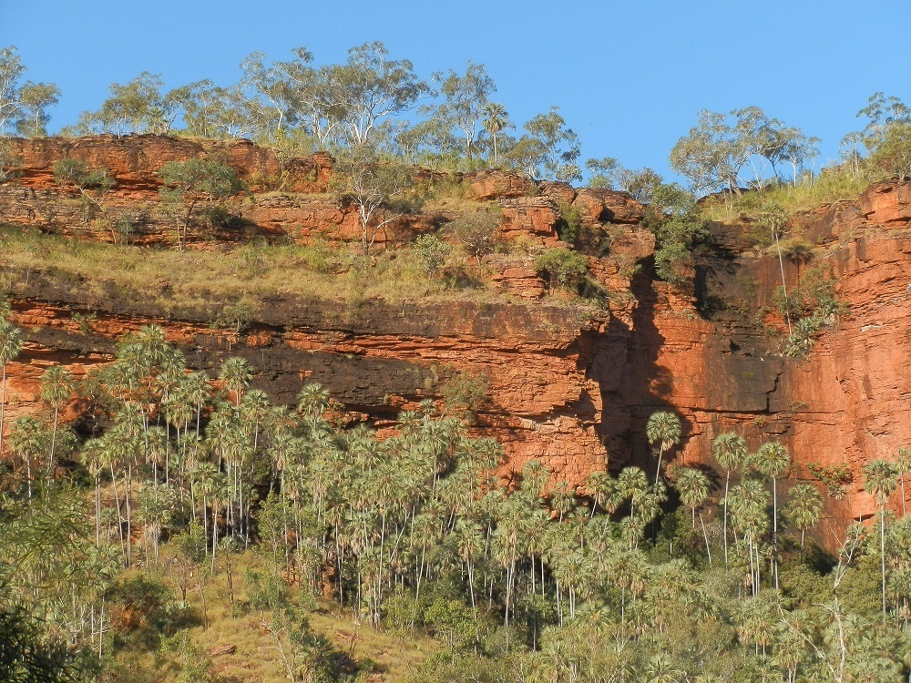 Livistona Palms and Red Cliffs at Joe Creek Walk, Victoria River Valley, Northern Territory