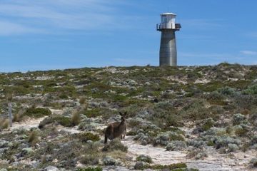Still life with Lighthouse and Kangaroo, Southern Yorke Peninsula, South Australia