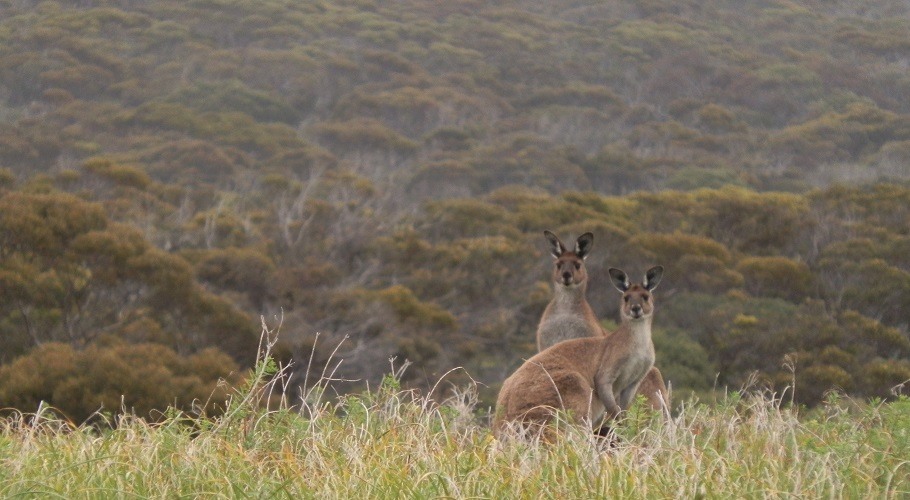 Kangaroos at Inneston, South Australia